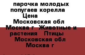 парочка молодых попугаев корелла  › Цена ­ 5 000 - Московская обл., Москва г. Животные и растения » Птицы   . Московская обл.,Москва г.